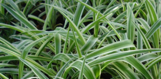 Clorofito 704 0 030 Clorofito_ok